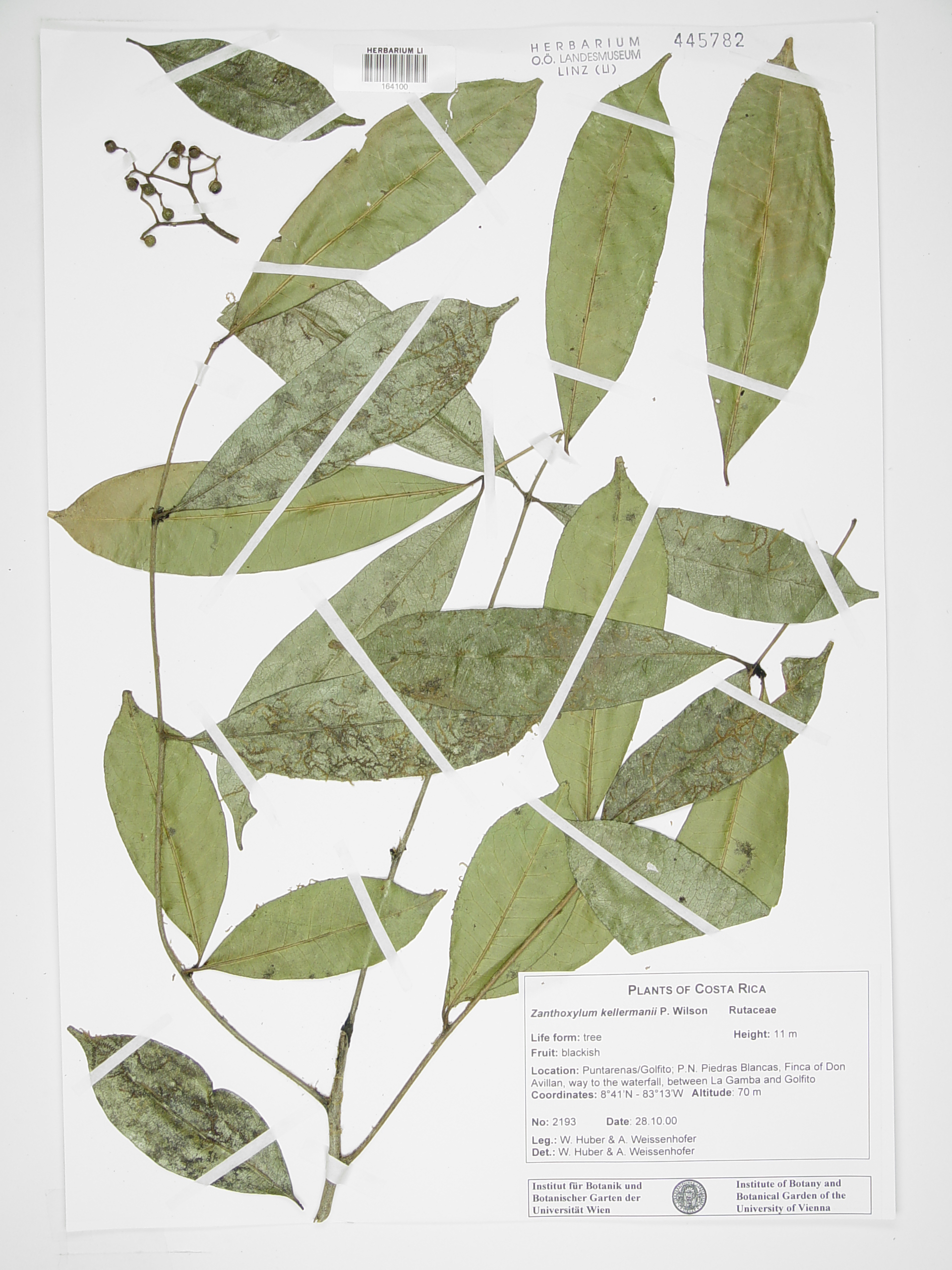 Zanthoxylum Kellermanii P Wilson Europeana Collections