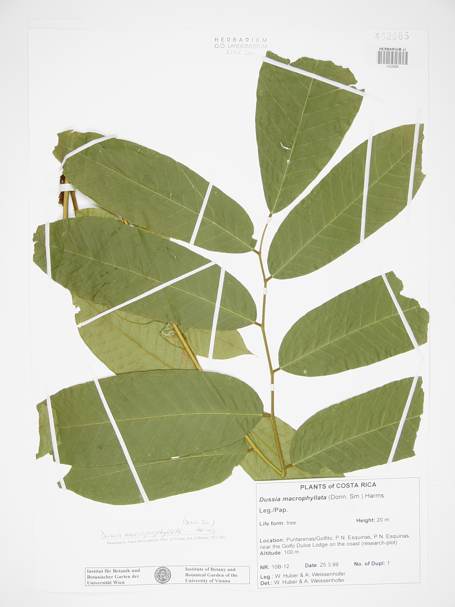 Dussia Macroprophyllata Donn Sm Harms Europeana Collections