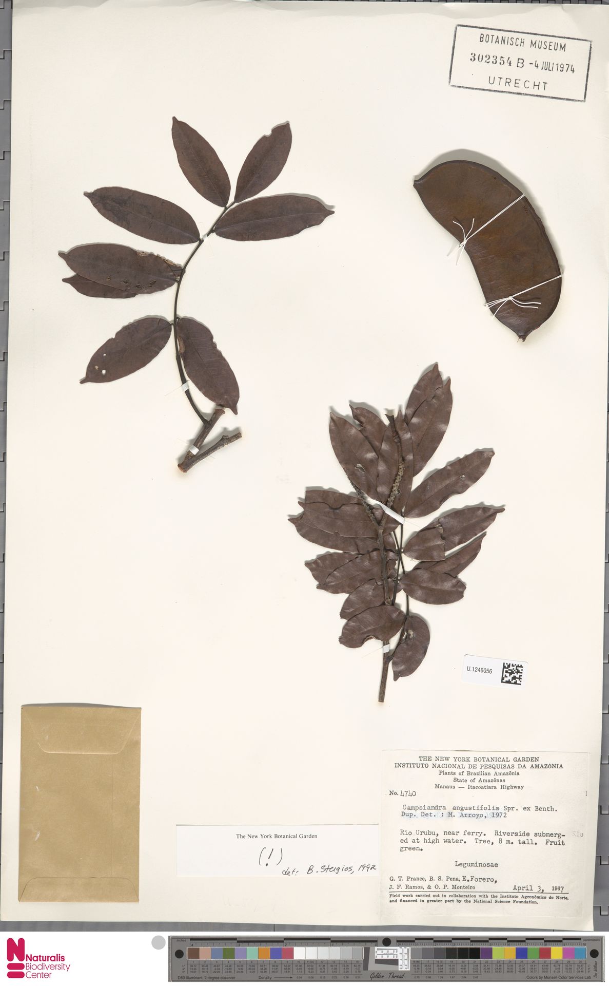 Campsiandra Angustifolia Spruce Ex Benth Europeana